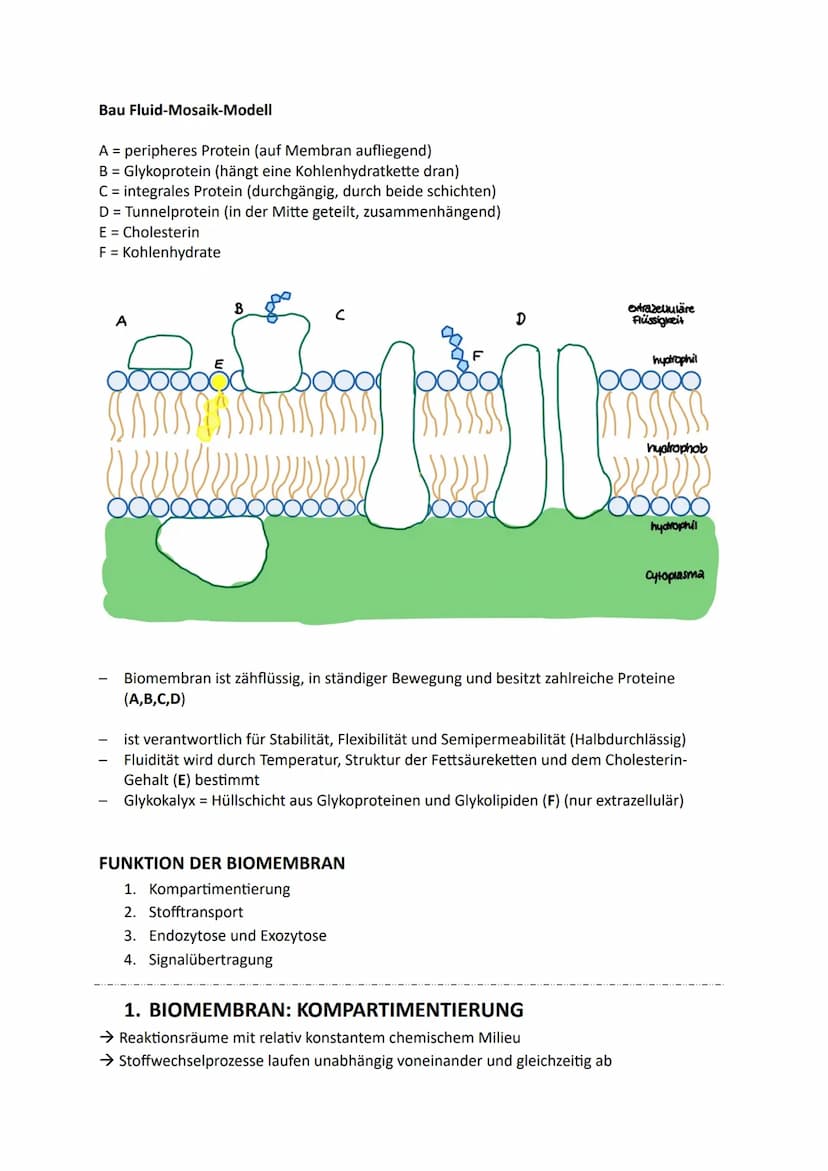Zellen, Gewebe und Organe
UND DEREN FUNKTIONSBEZOGENE DIFFERENZIERUNG
Atome u. Moleküle Zellen u. Gewebe Organismus
Organellen
(Kompartiment