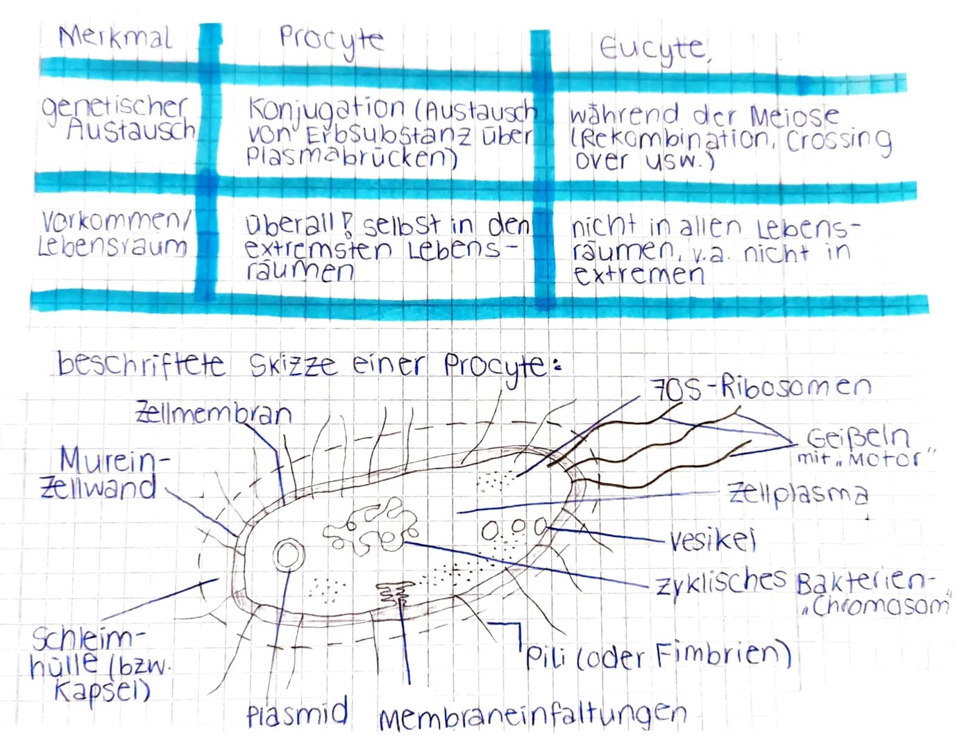 Merkmal
Beispiele/
Grundbau-
steine von
Entstehung
Größe
Abschluss
nach außen
Kern
Ribosomen
inneres
Membransystem
Vergleich von Pro- und Eu