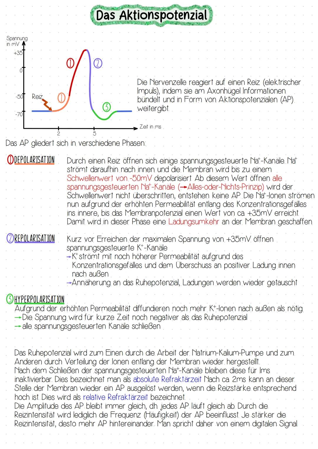 # Das Aktionspotenzial

Spannung
in mV
+35

Die Nervenzelle reagiert auf einen Reiz (elektrischer
Impuls), indem sie am Axonhügel Informatio
