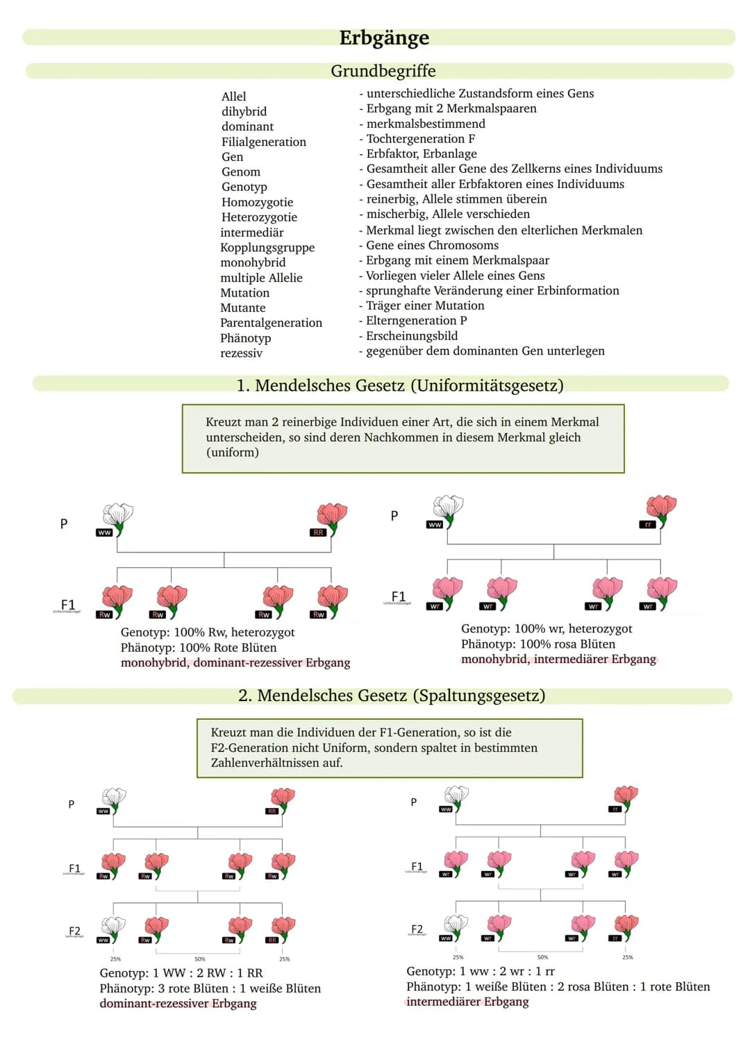 P
F1
P
F1
F2
ww
Rw
Allel
dihybrid
dominant
Filialgeneration
Gen
Genom
Genotyp
Homozygotie
Heterozygotie
intermediär
Kopplungsgruppe
monohybr