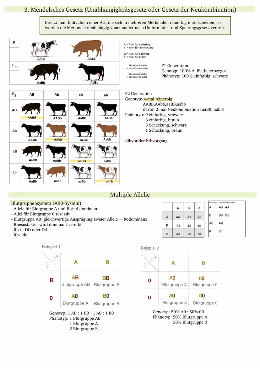P
F1
P
F1
F2
ww
Rw
Allel
dihybrid
dominant
Filialgeneration
Gen
Genom
Genotyp
Homozygotie
Heterozygotie
intermediär
Kopplungsgruppe
monohybr