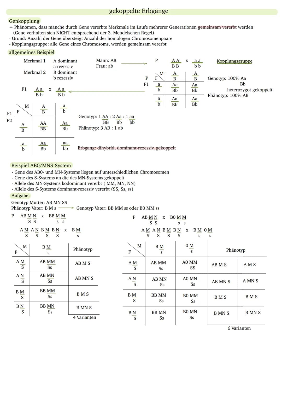 P
F1
P
F1
F2
ww
Rw
Allel
dihybrid
dominant
Filialgeneration
Gen
Genom
Genotyp
Homozygotie
Heterozygotie
intermediär
Kopplungsgruppe
monohybr