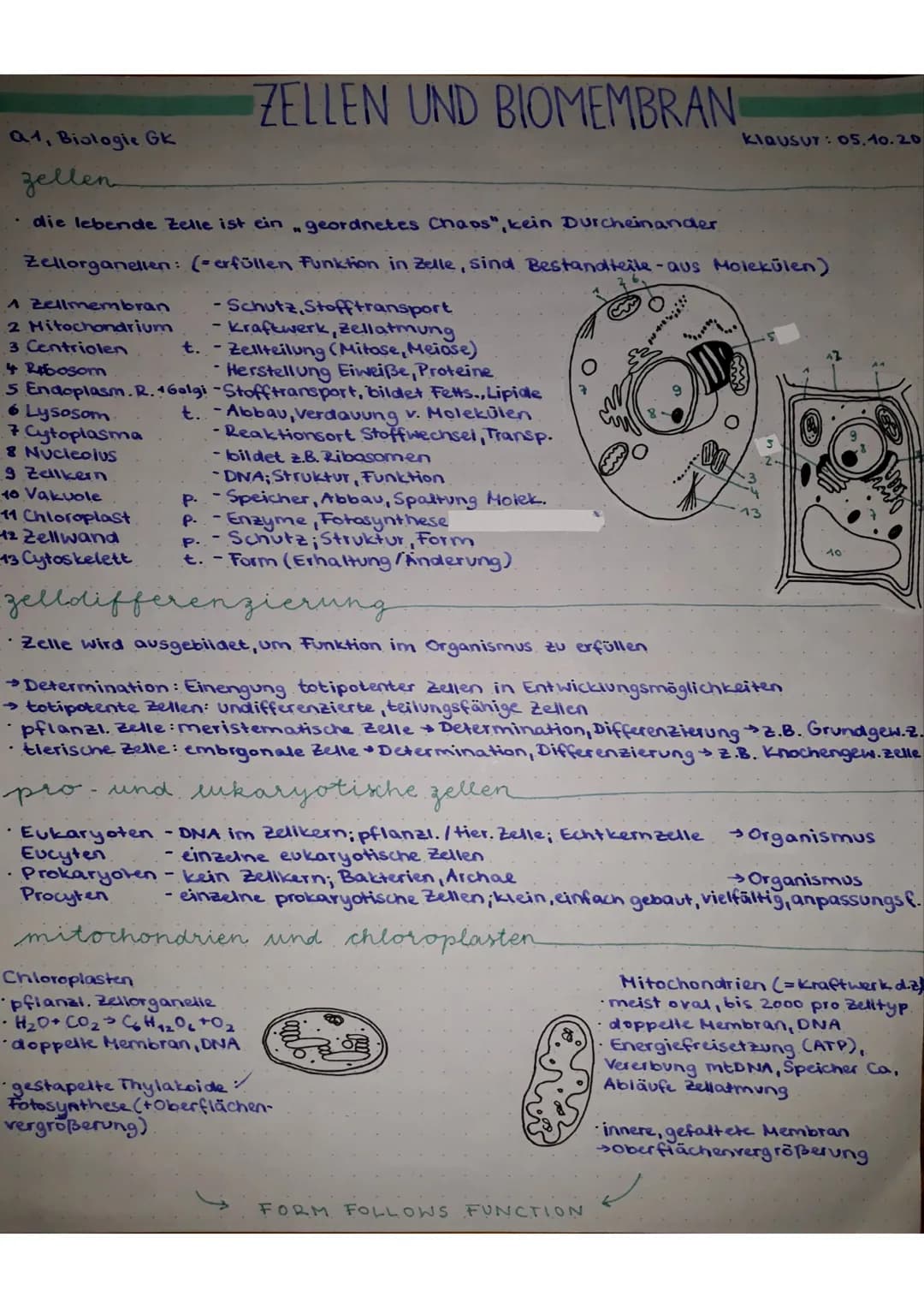 Q1, Biologie GK
zellen
• die lebende Zelle ist ein "geordnetes Chaos", kein Durcheinander
Zellorganellen: (=erfüllen Funktion in Zelle, sind
