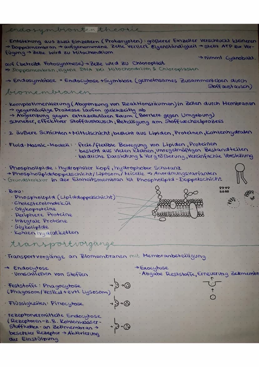 Q1, Biologie GK
zellen
• die lebende Zelle ist ein "geordnetes Chaos", kein Durcheinander
Zellorganellen: (=erfüllen Funktion in Zelle, sind