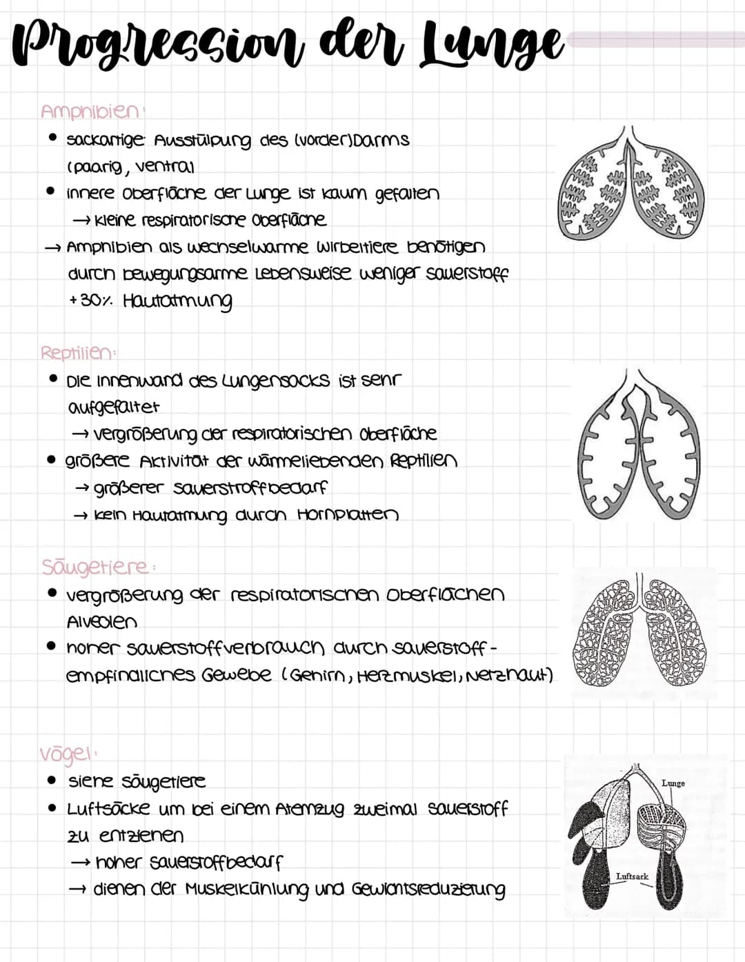 Evolutionstheorie
Lamarkismus: (ist wiederlegt?)
Umweltveränderung
↓
inneres Bedürfnis nach
vervollkommung
bestimmte organe werden
besonders
