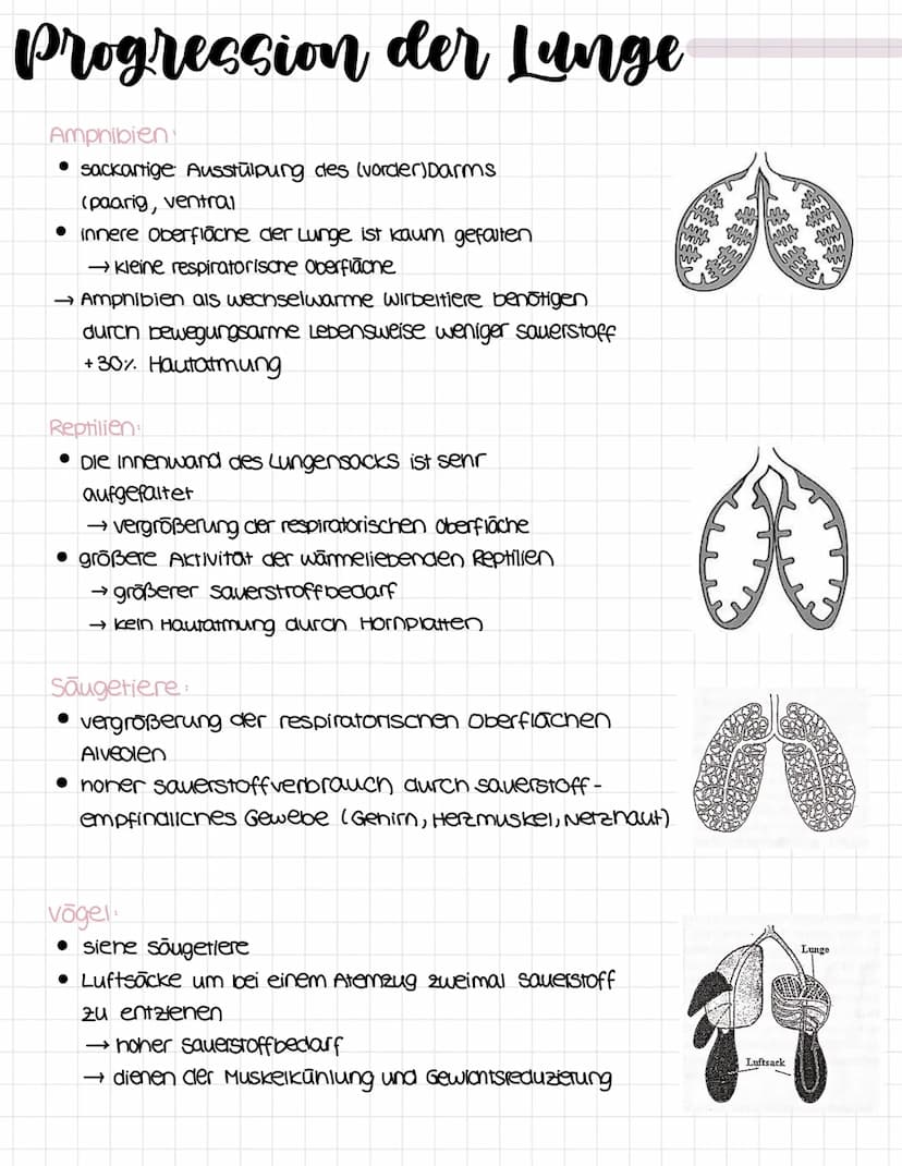 Evolutionstheorie
Lamarkismus: (ist wiederlegt?)
Umweltveränderung
↓
inneres Bedürfnis nach
vervollkommung
bestimmte organe werden
besonders