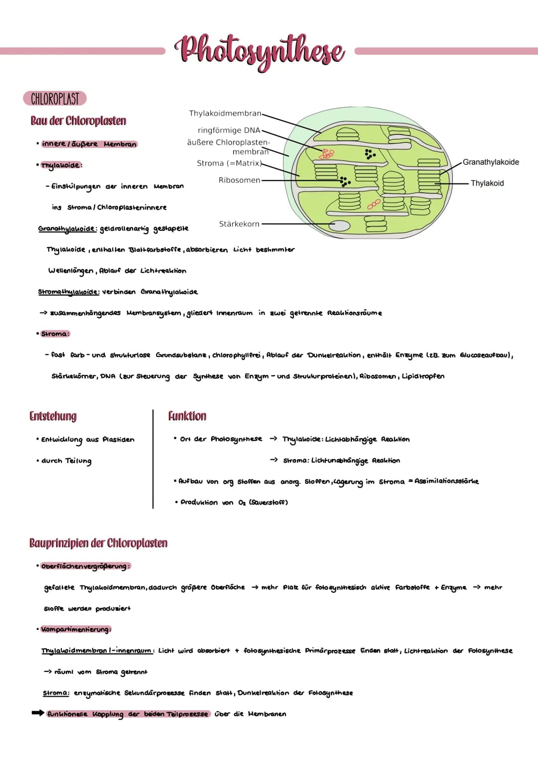 CHLOROPLAST
Bau der Chloroplasten
• innere / äußere Membran
• Thylauoide:
-Einstulpungen der inneren Membran
ins Stroma/ Chloroplasteninnere