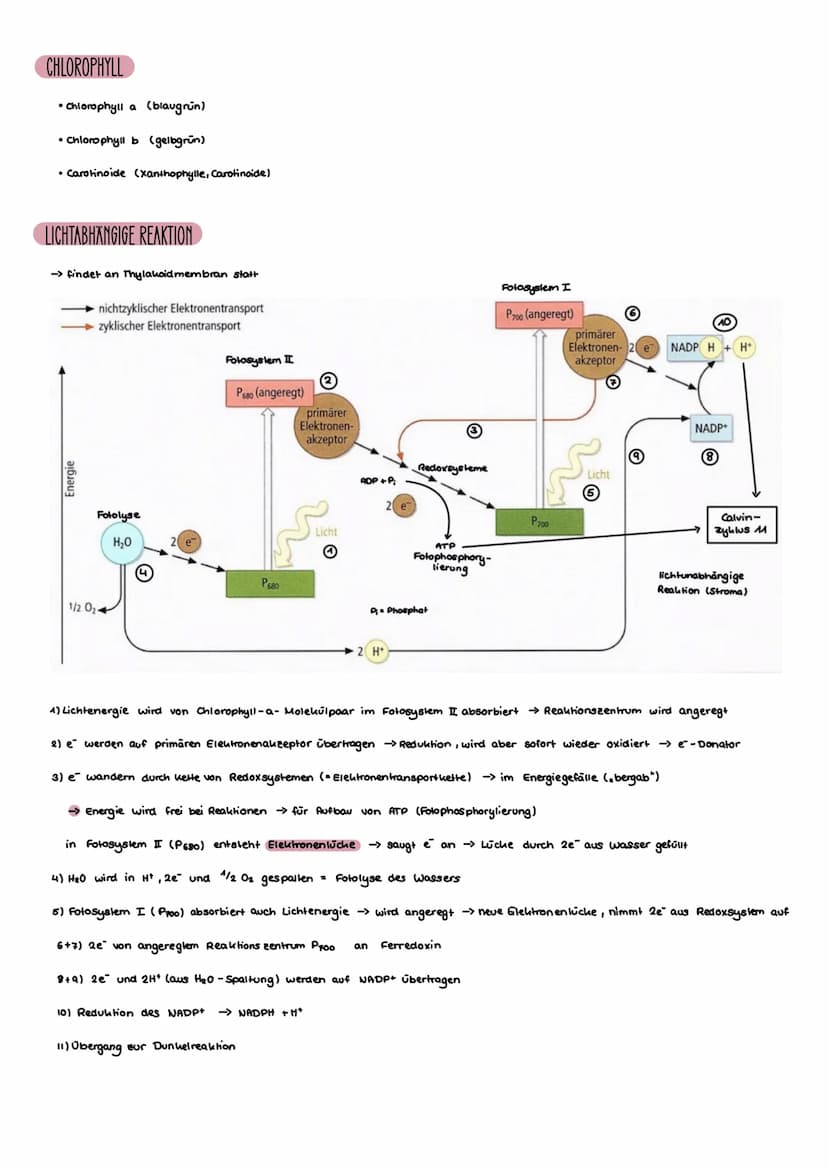 CHLOROPLAST
Bau der Chloroplasten
• innere / äußere Membran
• Thylauoide:
-Einstulpungen der inneren Membran
ins Stroma/ Chloroplasteninnere
