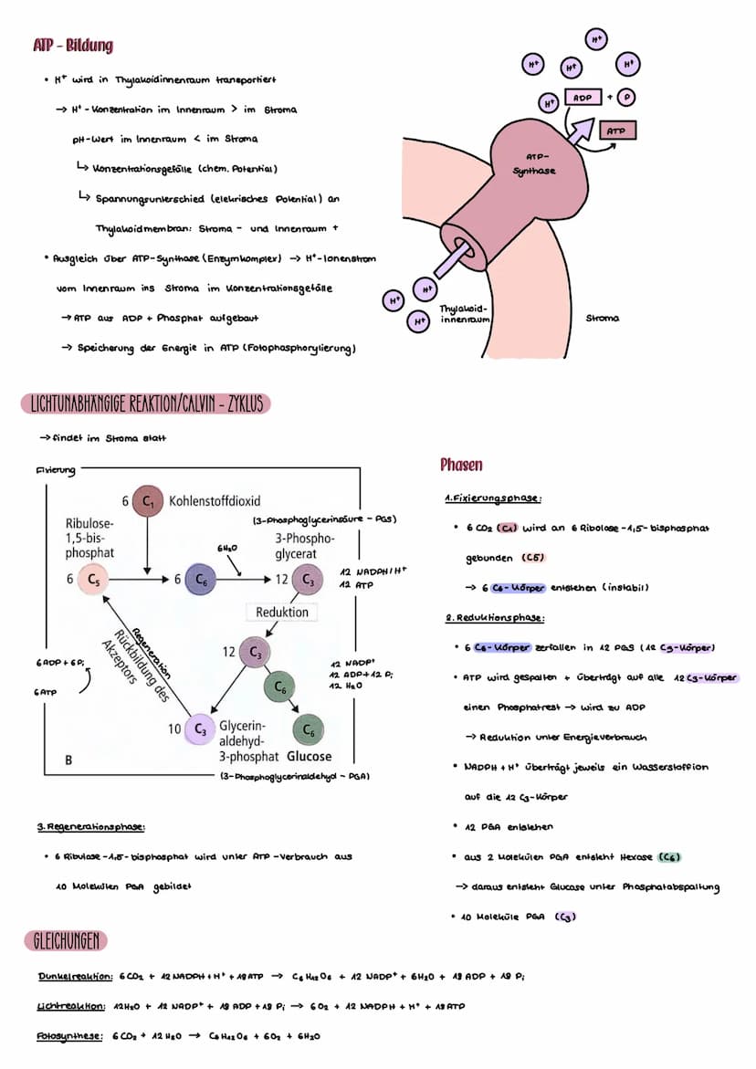 CHLOROPLAST
Bau der Chloroplasten
• innere / äußere Membran
• Thylauoide:
-Einstulpungen der inneren Membran
ins Stroma/ Chloroplasteninnere