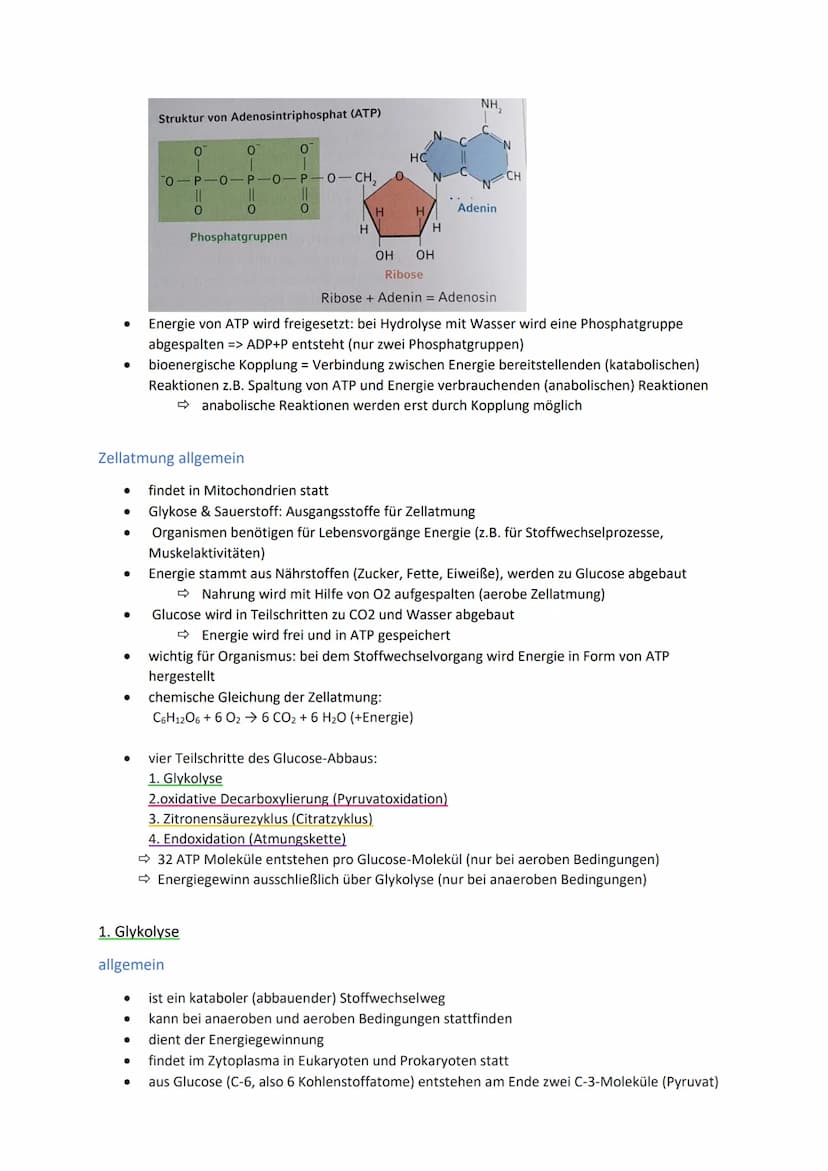Energiegewinnung
Stoffwechsel und Energiebereitstellung
Stoffwechsel (=Metabolismus) bezeichnet alle chemischen und physikalischen Vorgänge
