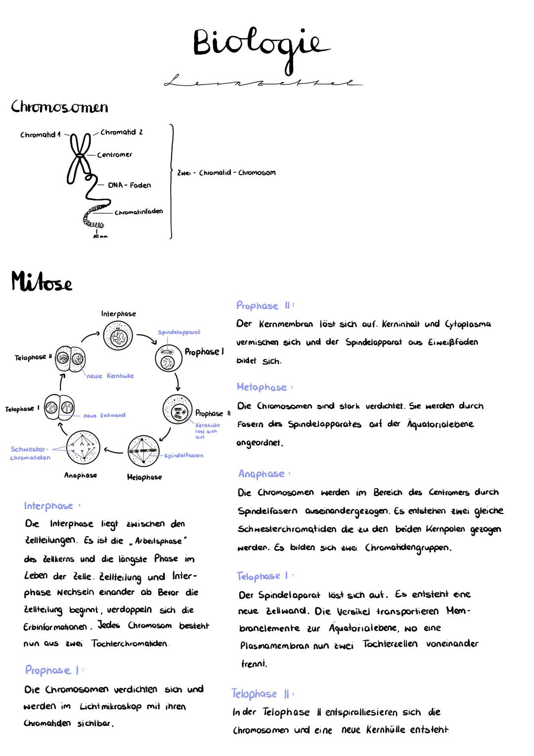 Chromosomen
Chromatid 1-
Mitose
Telophase II
Telophase I
&
Schwester-
chromatiden
Chromatid 2
Centromer
40 mm
DNA- Faden
Anaphase
Chromatinf