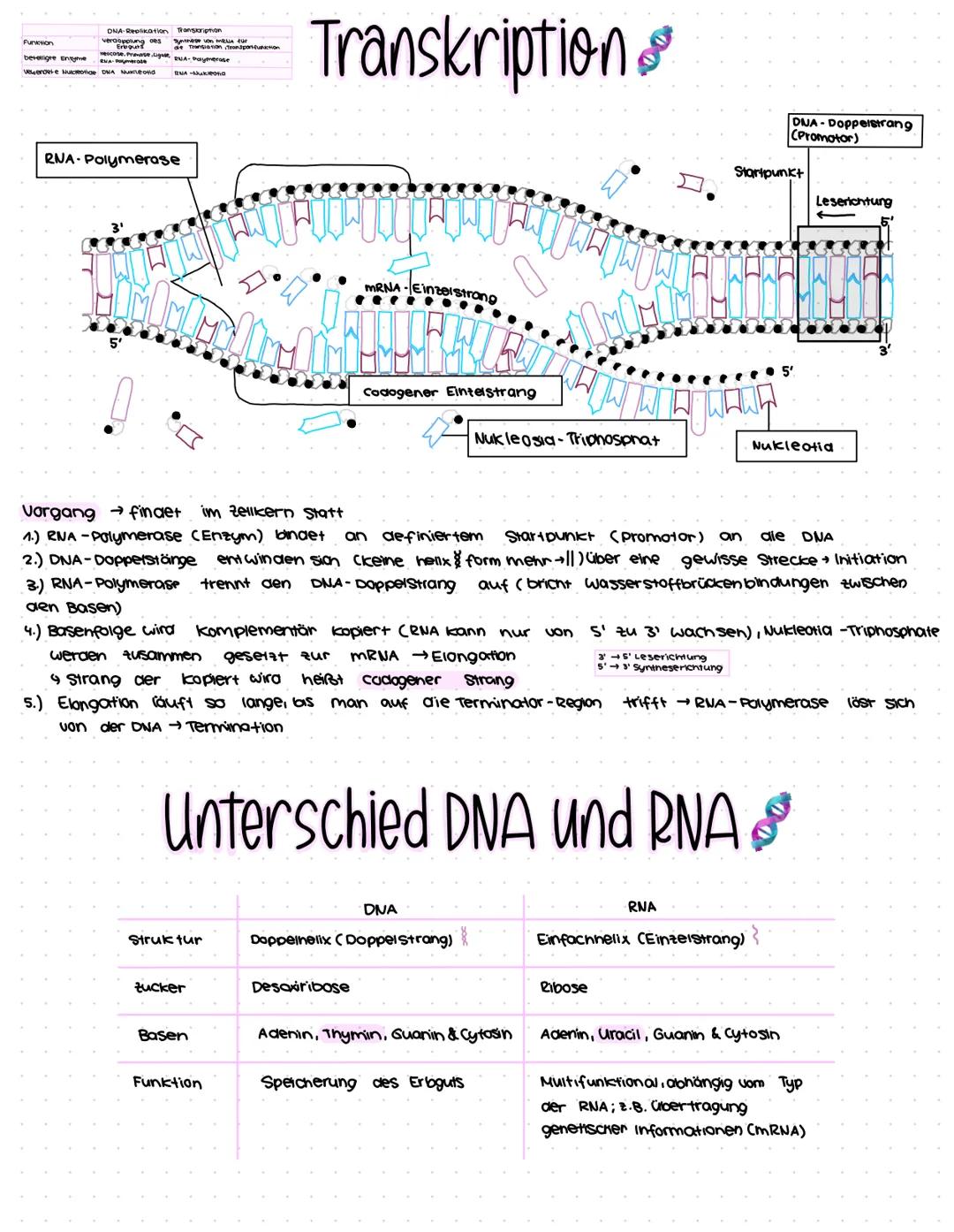 DNA-Replikation Transkription
veraopplung des Synthese von für
Erbguts
de Translation Transponfunction
=== Transkription
escose. Premose Lig
