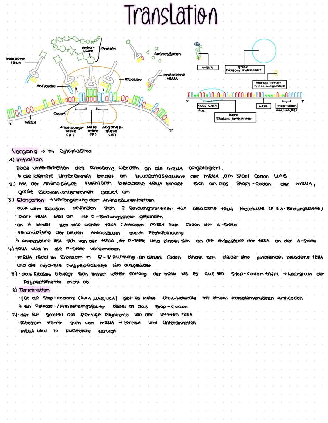 DNA-Replikation Transkription
veraopplung des Synthese von für
Erbguts
de Translation Transponfunction
=== Transkription
escose. Premose Lig