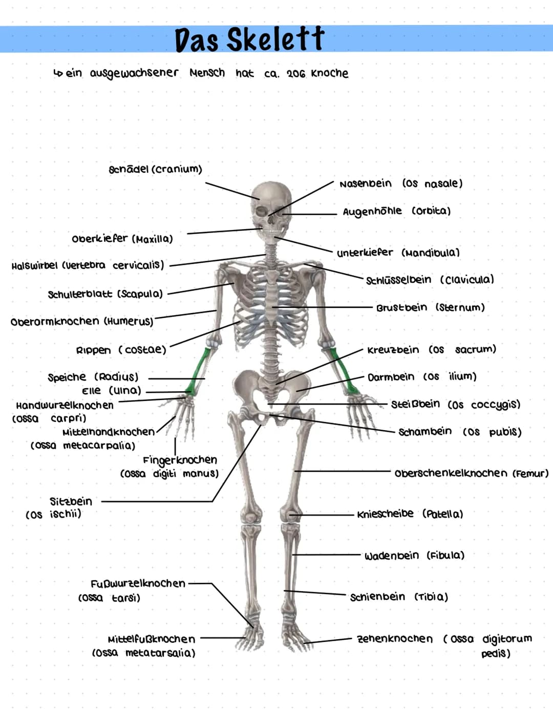 Das Skelett
↳ein ausgewachsener Mensch hat ca. 206 Knoche
Schädel (cranium)
Oberkiefer (Maxilla)
Halswirbel (vertebra cervicalis)
Schulterbl