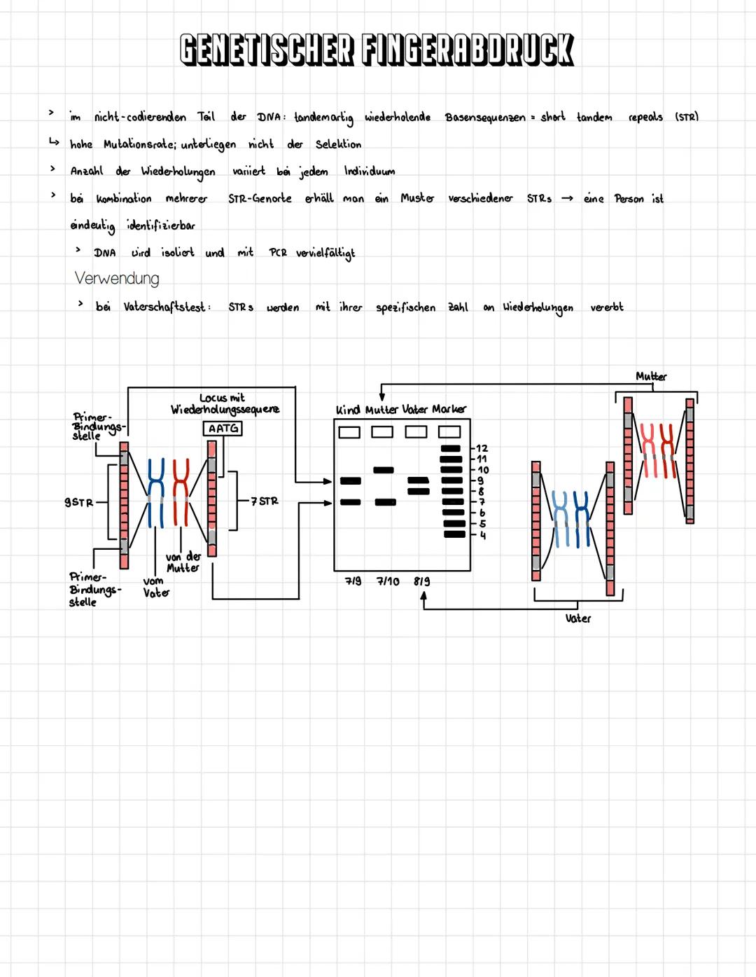 □□□ o o o
oooo
E
EO
oooooo
oooooo
00
00000000
o o o o o o
oooooooo
oooo o o o o
0
INHALTSVERZEICHNIS
Chromosomen Aufbau
Zellzyklus
Mitose
Me