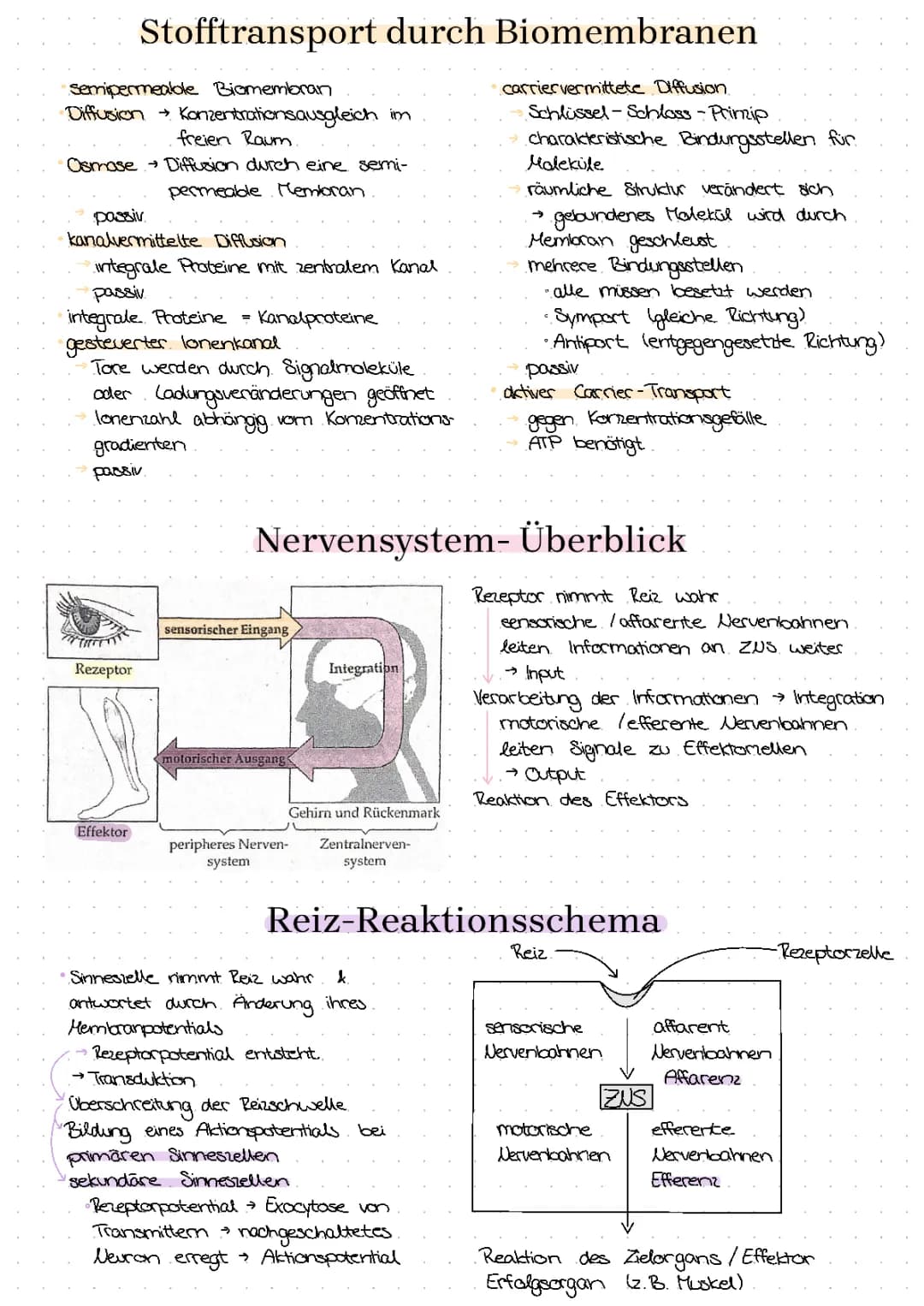 Stofftransport durch Biomembranen und Nervensystem einfach erklärt