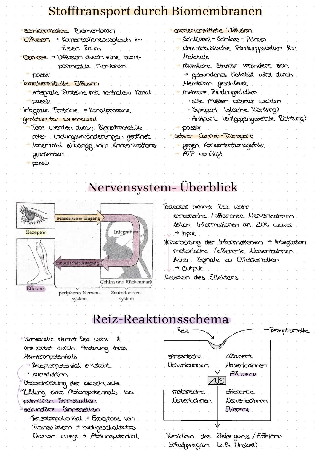 Stofftransport durch Biomembranen und Nervensystem einfach erklärt