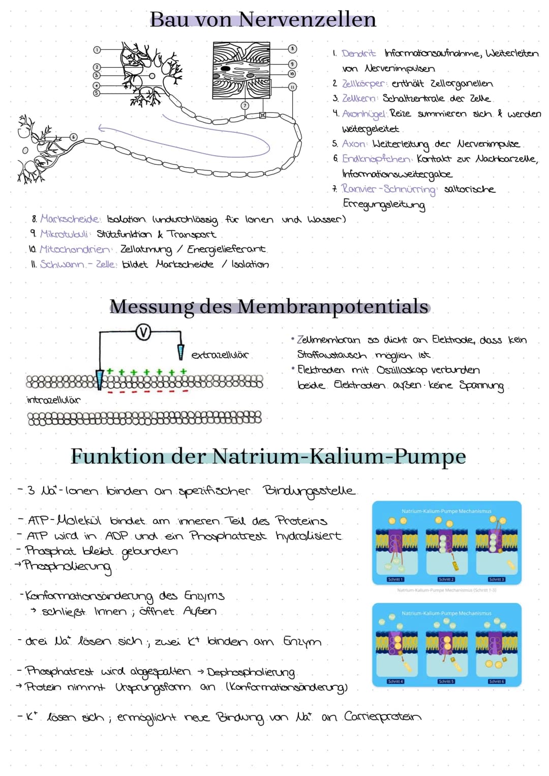 semipermeable Biomembran
Diffusion → Konzentrationsausgleich im
freien Raum.
Osmase Diffusion durch eine semi-
permeable Membran
Stofftransp