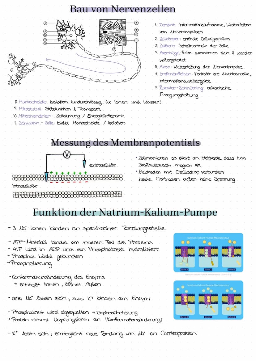 semipermeable Biomembran
Diffusion → Konzentrationsausgleich im
freien Raum.
Osmase Diffusion durch eine semi-
permeable Membran
Stofftransp