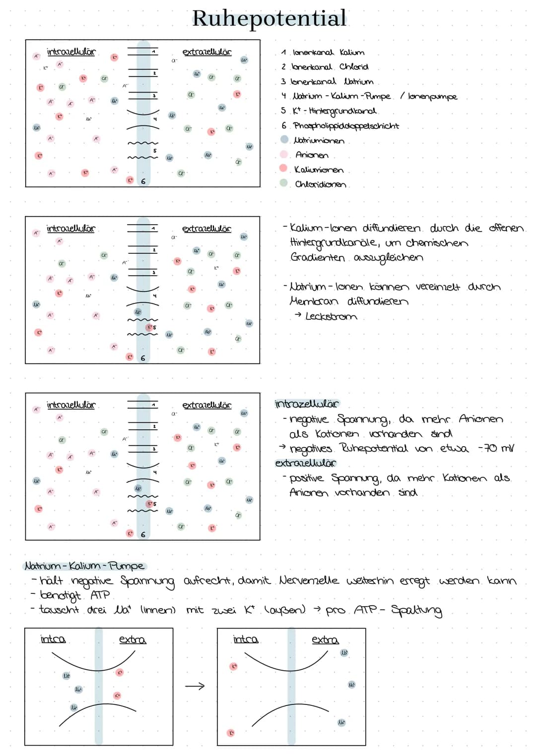 semipermeable Biomembran
Diffusion → Konzentrationsausgleich im
freien Raum.
Osmase Diffusion durch eine semi-
permeable Membran
Stofftransp