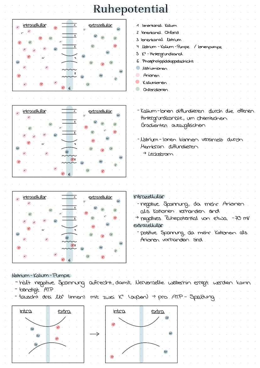 semipermeable Biomembran
Diffusion → Konzentrationsausgleich im
freien Raum.
Osmase Diffusion durch eine semi-
permeable Membran
Stofftransp