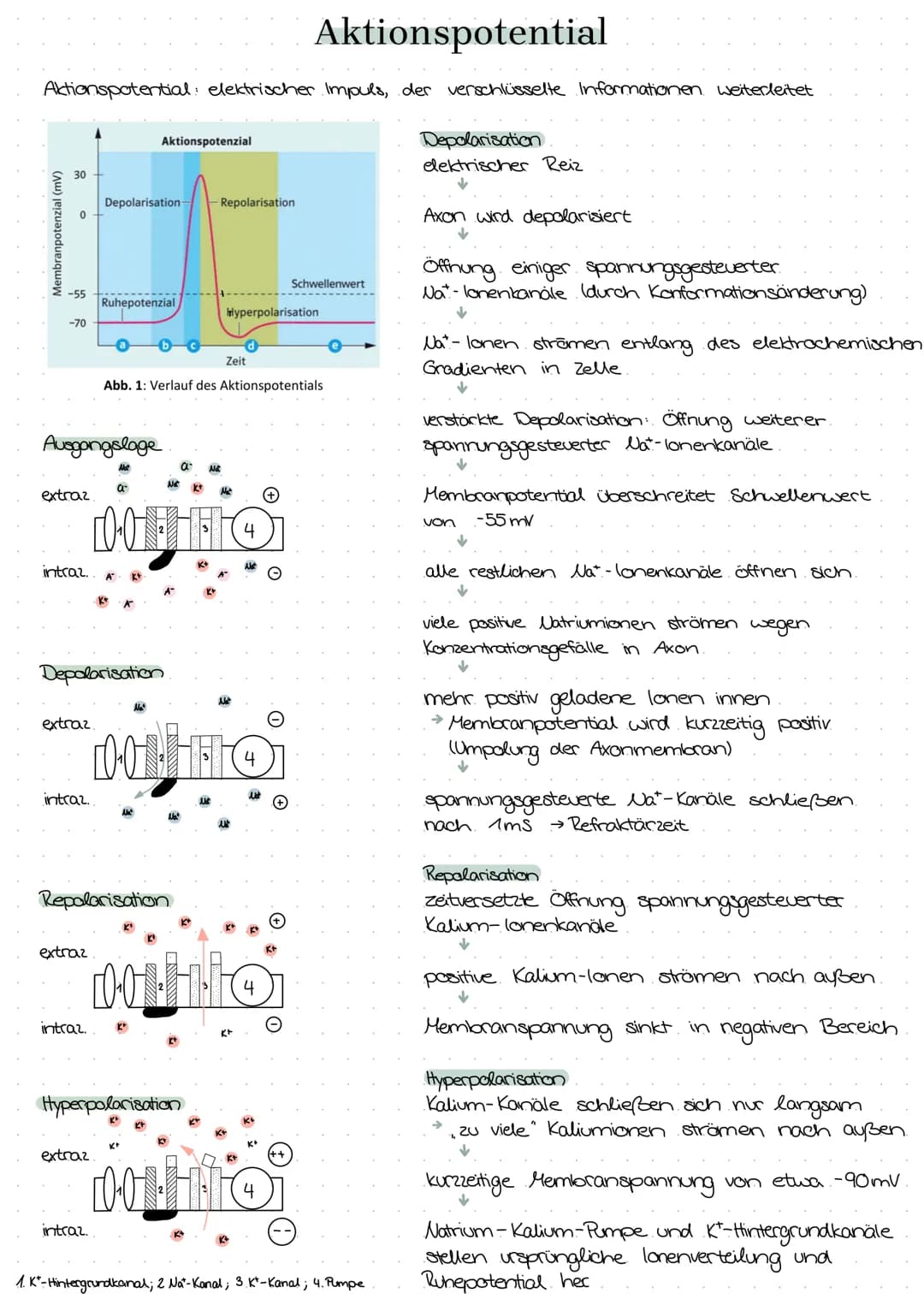 semipermeable Biomembran
Diffusion → Konzentrationsausgleich im
freien Raum.
Osmase Diffusion durch eine semi-
permeable Membran
Stofftransp