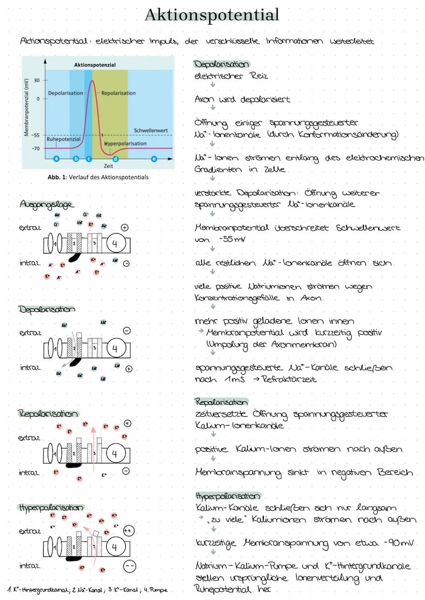 semipermeable Biomembran
Diffusion → Konzentrationsausgleich im
freien Raum.
Osmase Diffusion durch eine semi-
permeable Membran
Stofftransp