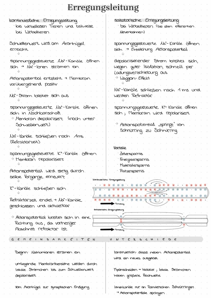semipermeable Biomembran
Diffusion → Konzentrationsausgleich im
freien Raum.
Osmase Diffusion durch eine semi-
permeable Membran
Stofftransp