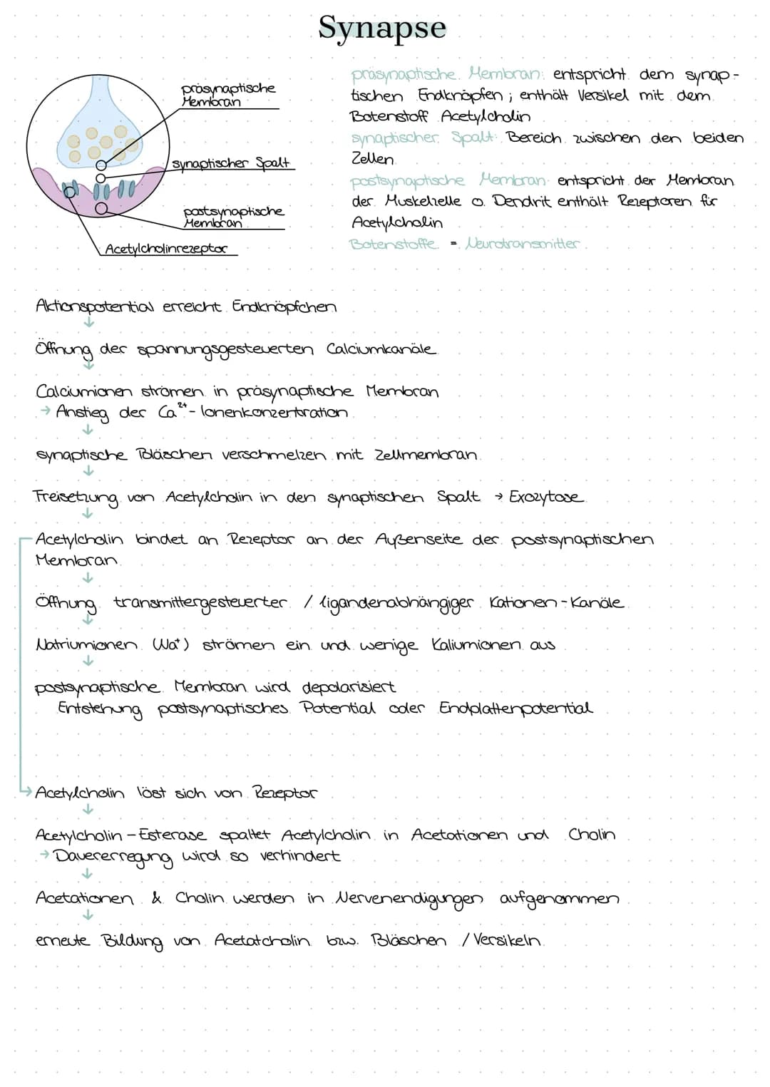 semipermeable Biomembran
Diffusion → Konzentrationsausgleich im
freien Raum.
Osmase Diffusion durch eine semi-
permeable Membran
Stofftransp