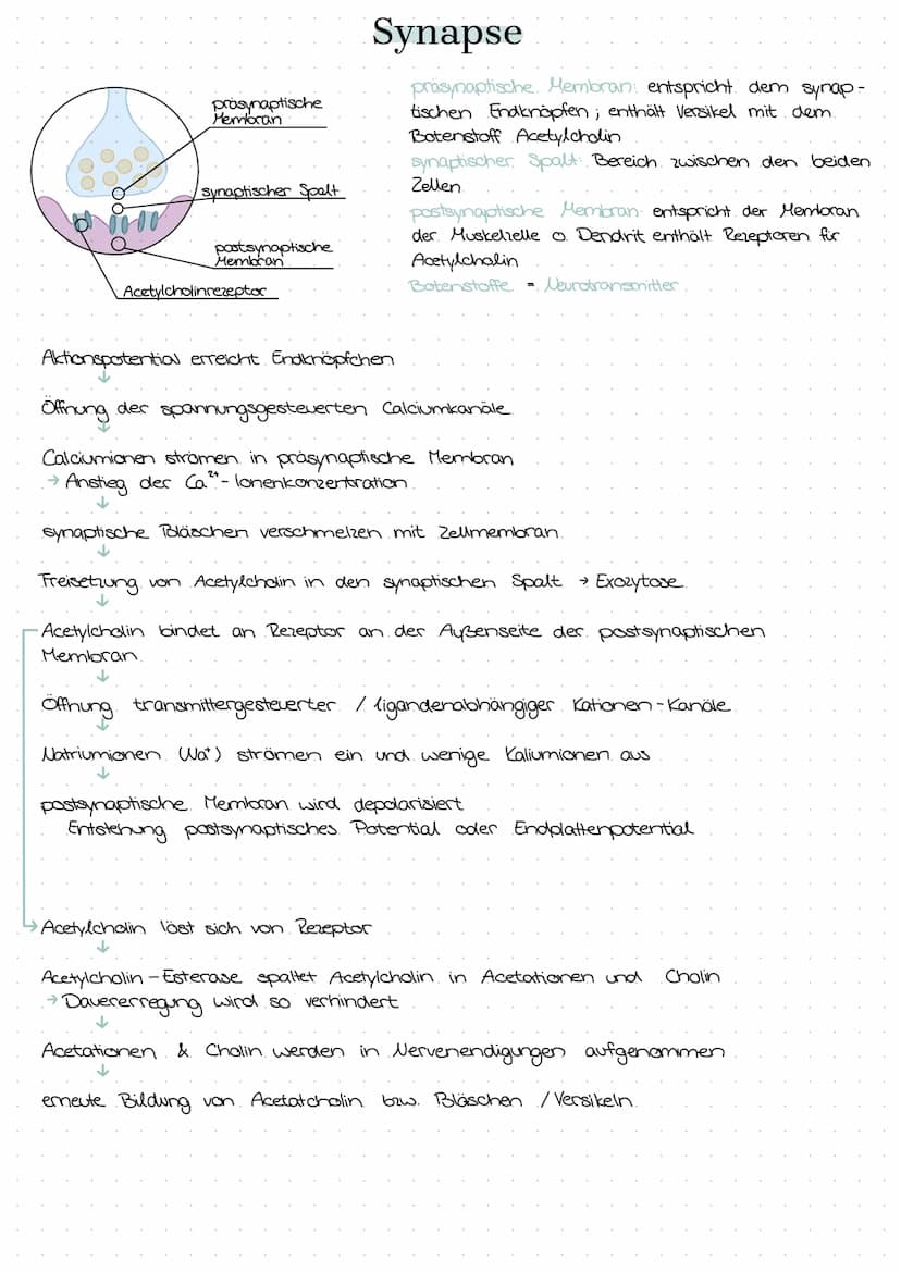 semipermeable Biomembran
Diffusion → Konzentrationsausgleich im
freien Raum.
Osmase Diffusion durch eine semi-
permeable Membran
Stofftransp