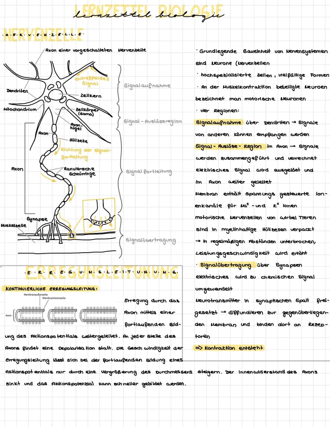 .N.
KÖZÓRÓ VA P+R-Z-PL·LE-
Dendriten
Mitochondrium-
Axon
Muskelaelle
Axon
Axon
Synapse
/Axon einer vorgeschalteten Nervenzelle
leonrettel be