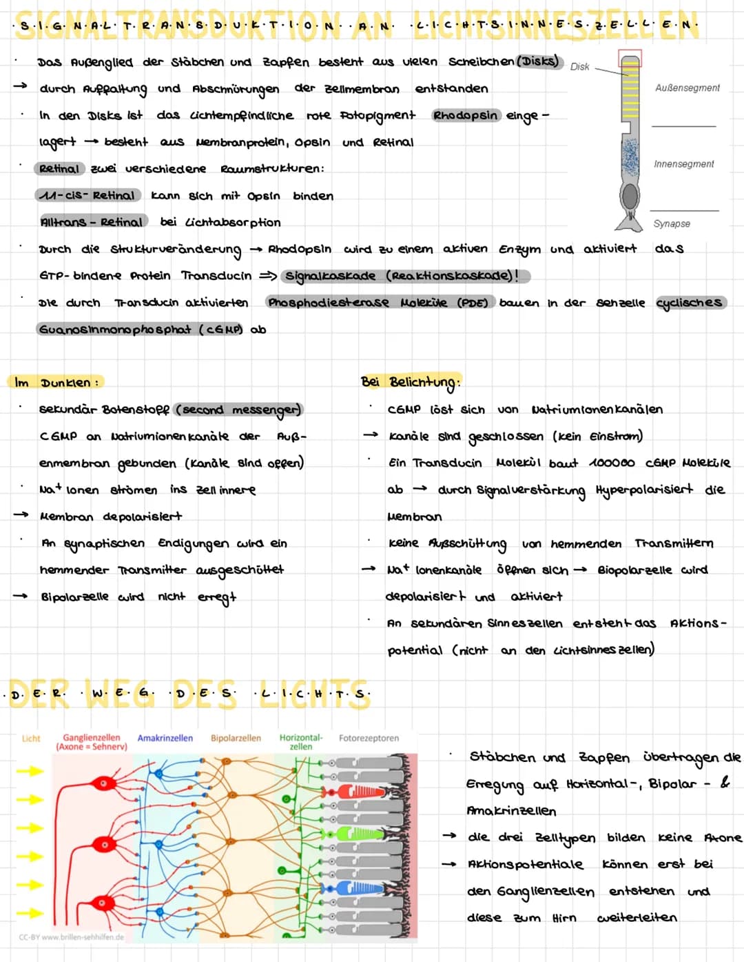 .N.
KÖZÓRÓ VA P+R-Z-PL·LE-
Dendriten
Mitochondrium-
Axon
Muskelaelle
Axon
Axon
Synapse
/Axon einer vorgeschalteten Nervenzelle
leonrettel be