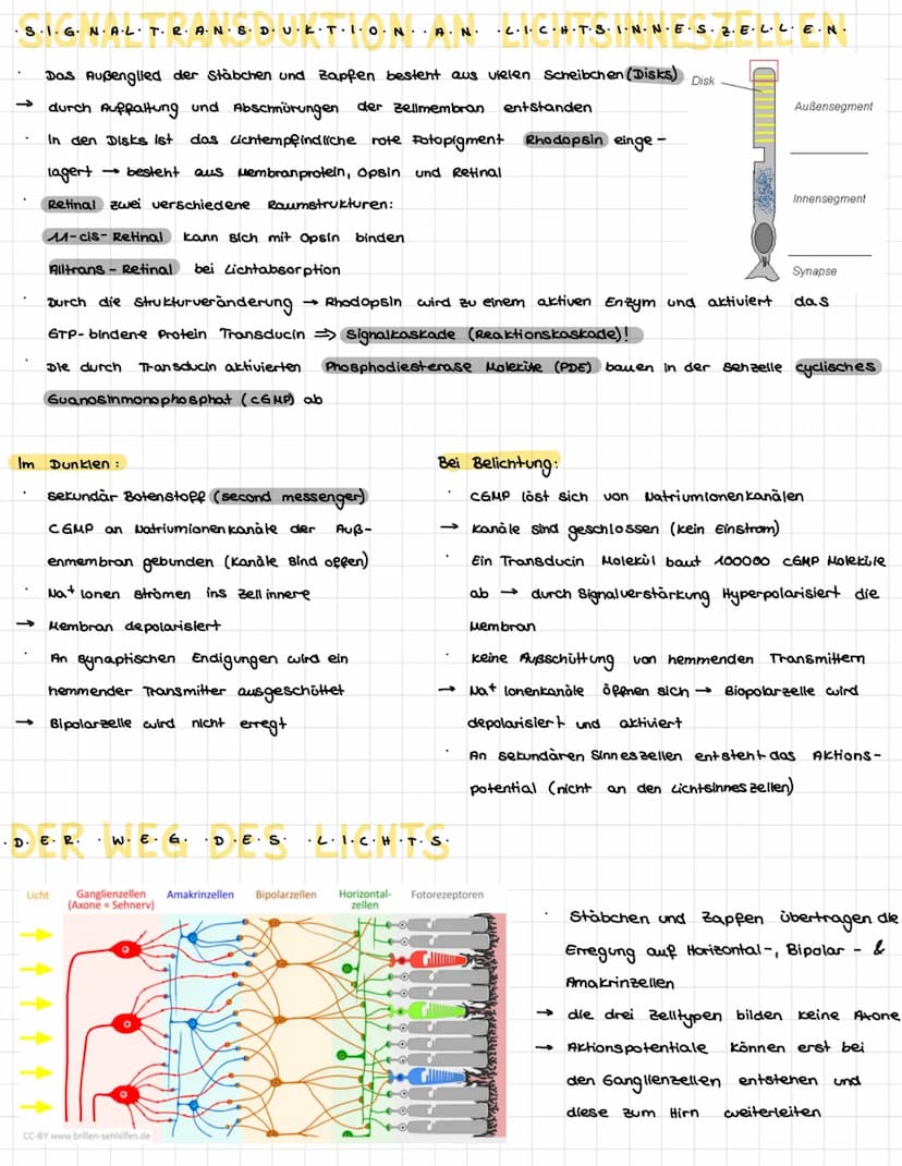 .N.
KÖZÓRÓ VA P+R-Z-PL·LE-
Dendriten
Mitochondrium-
Axon
Muskelaelle
Axon
Axon
Synapse
/Axon einer vorgeschalteten Nervenzelle
leonrettel be