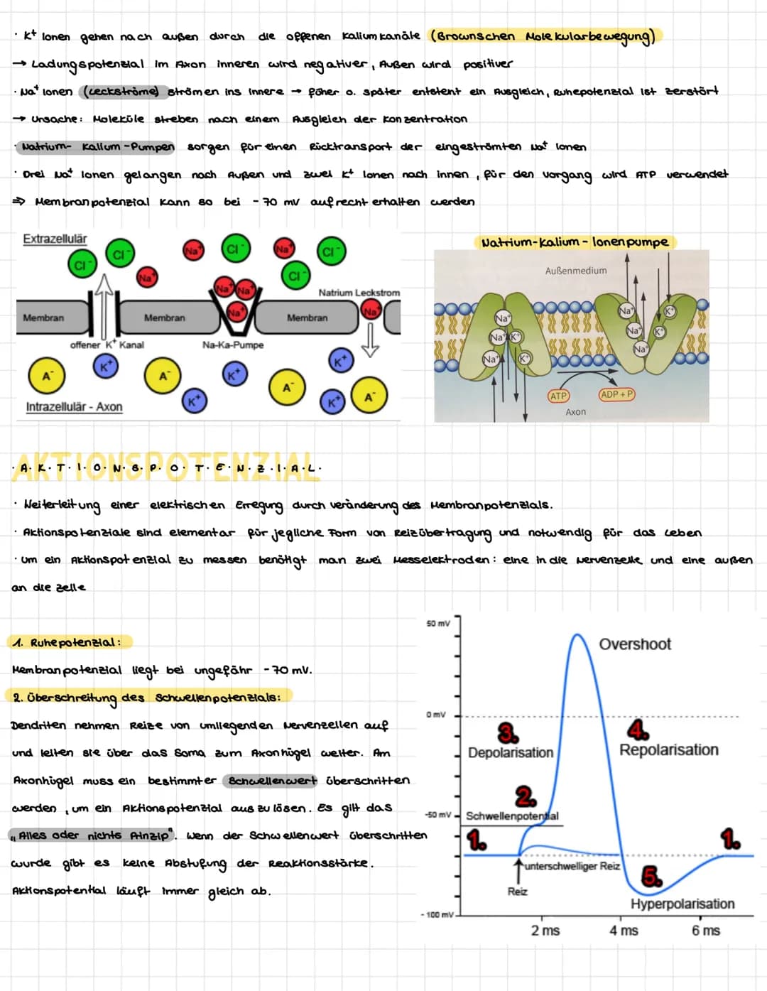 .N.
KÖZÓRÓ VA P+R-Z-PL·LE-
Dendriten
Mitochondrium-
Axon
Muskelaelle
Axon
Axon
Synapse
/Axon einer vorgeschalteten Nervenzelle
leonrettel be