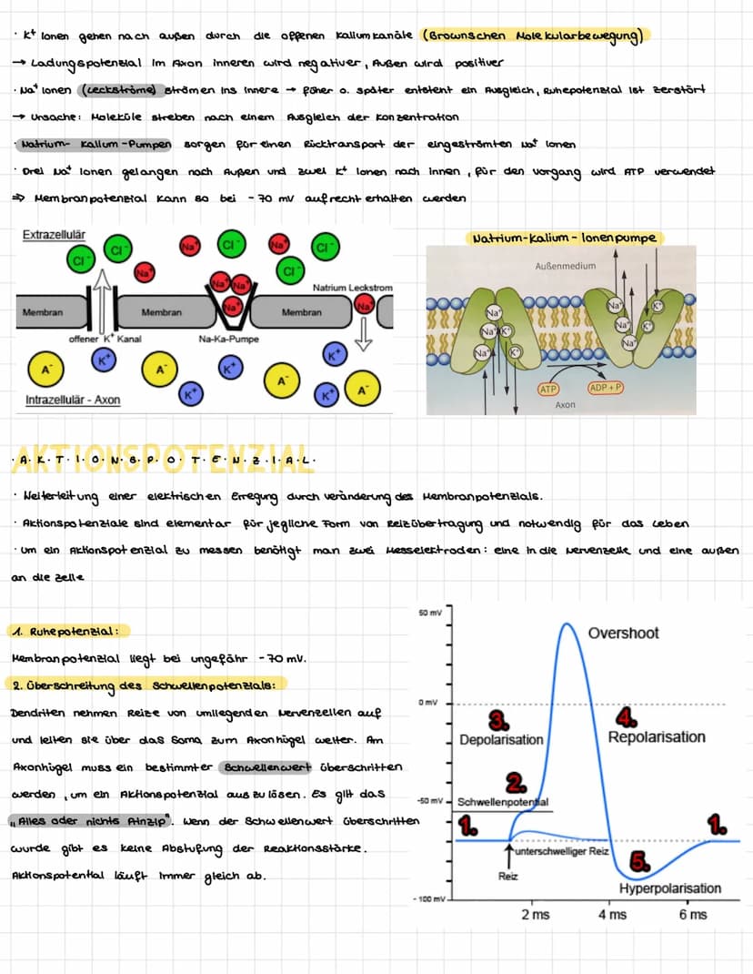 .N.
KÖZÓRÓ VA P+R-Z-PL·LE-
Dendriten
Mitochondrium-
Axon
Muskelaelle
Axon
Axon
Synapse
/Axon einer vorgeschalteten Nervenzelle
leonrettel be