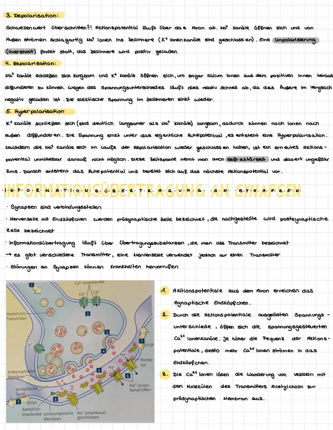 .N.
KÖZÓRÓ VA P+R-Z-PL·LE-
Dendriten
Mitochondrium-
Axon
Muskelaelle
Axon
Axon
Synapse
/Axon einer vorgeschalteten Nervenzelle
leonrettel be