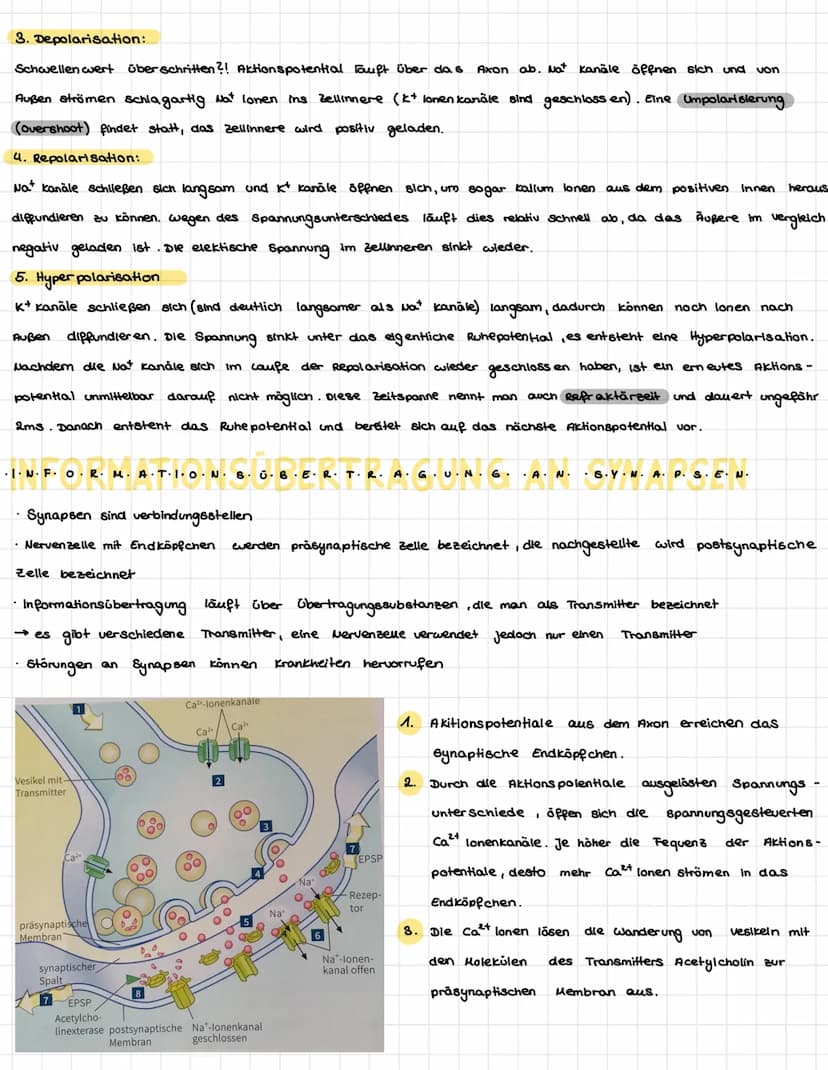 .N.
KÖZÓRÓ VA P+R-Z-PL·LE-
Dendriten
Mitochondrium-
Axon
Muskelaelle
Axon
Axon
Synapse
/Axon einer vorgeschalteten Nervenzelle
leonrettel be
