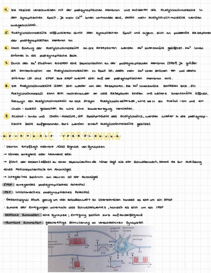 .N.
KÖZÓRÓ VA P+R-Z-PL·LE-
Dendriten
Mitochondrium-
Axon
Muskelaelle
Axon
Axon
Synapse
/Axon einer vorgeschalteten Nervenzelle
leonrettel be