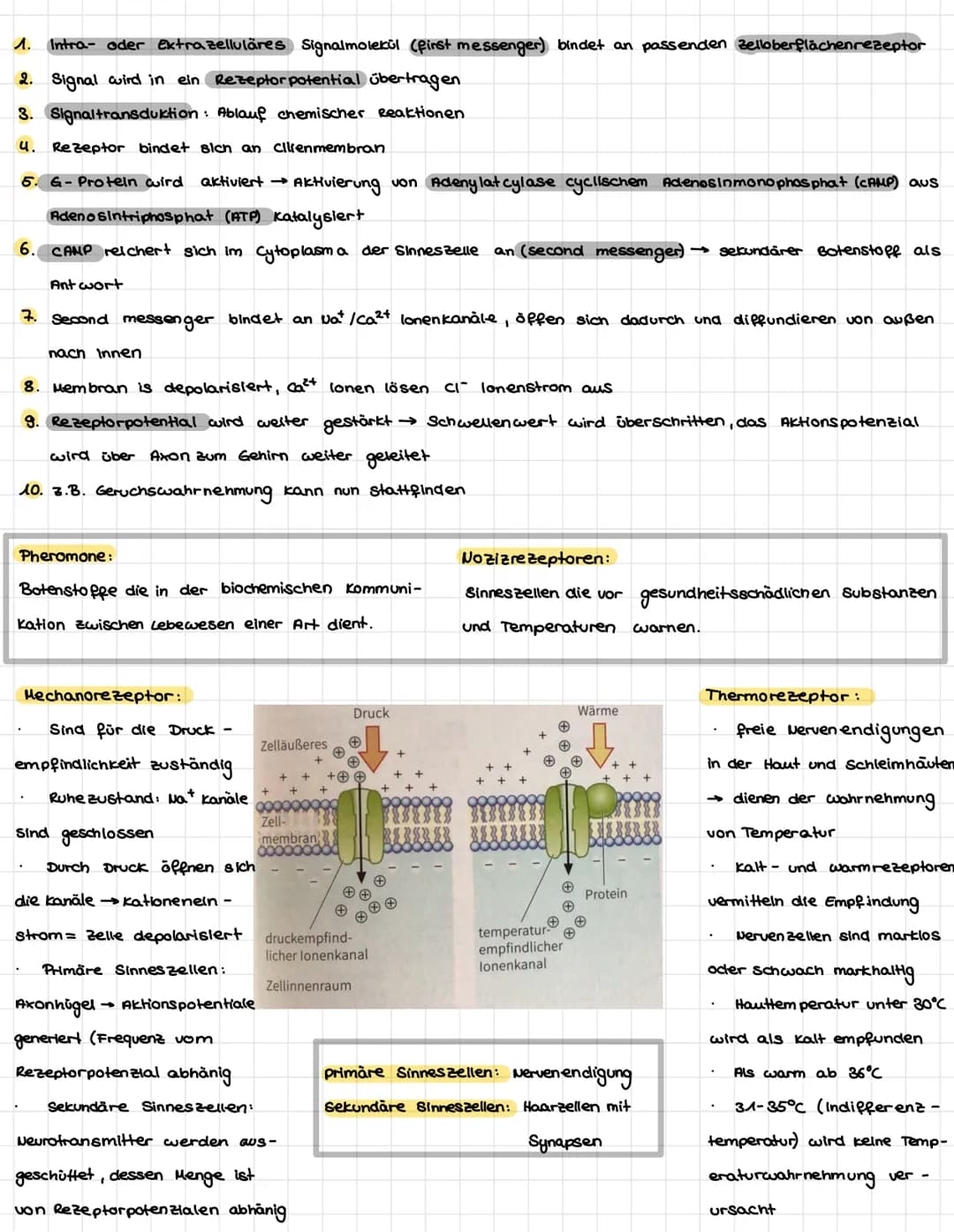 .N.
KÖZÓRÓ VA P+R-Z-PL·LE-
Dendriten
Mitochondrium-
Axon
Muskelaelle
Axon
Axon
Synapse
/Axon einer vorgeschalteten Nervenzelle
leonrettel be
