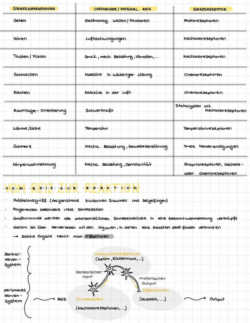 .N.
KÖZÓRÓ VA P+R-Z-PL·LE-
Dendriten
Mitochondrium-
Axon
Muskelaelle
Axon
Axon
Synapse
/Axon einer vorgeschalteten Nervenzelle
leonrettel be