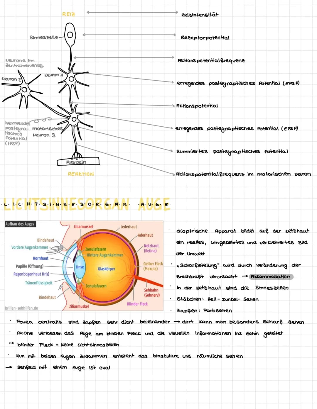 .N.
KÖZÓRÓ VA P+R-Z-PL·LE-
Dendriten
Mitochondrium-
Axon
Muskelaelle
Axon
Axon
Synapse
/Axon einer vorgeschalteten Nervenzelle
leonrettel be