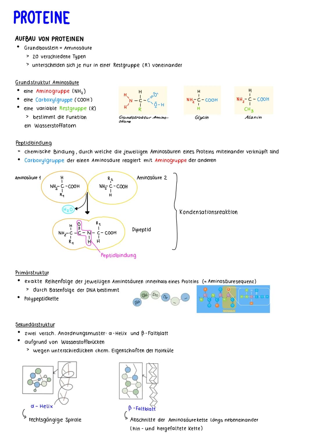 PROTEINE
AUFBAU VON PROTEINEN
Grundstruktur Aminosäure
eine Aminogruppe (NH₂)
• eine Carboxylgruppe (COOH)
●
eine variable Restgruppe (R)
> 