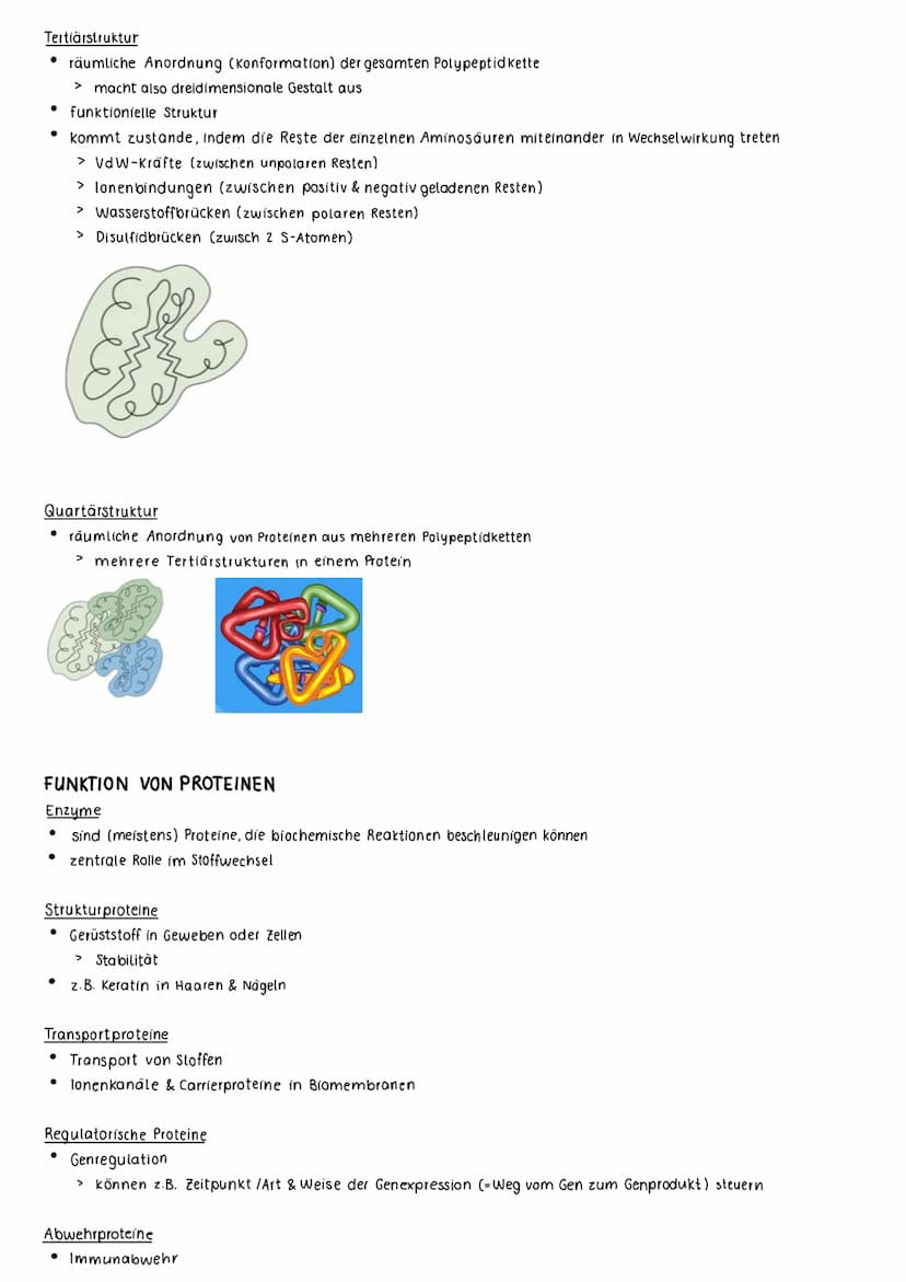 PROTEINE
AUFBAU VON PROTEINEN
Grundstruktur Aminosäure
eine Aminogruppe (NH₂)
• eine Carboxylgruppe (COOH)
●
eine variable Restgruppe (R)
> 