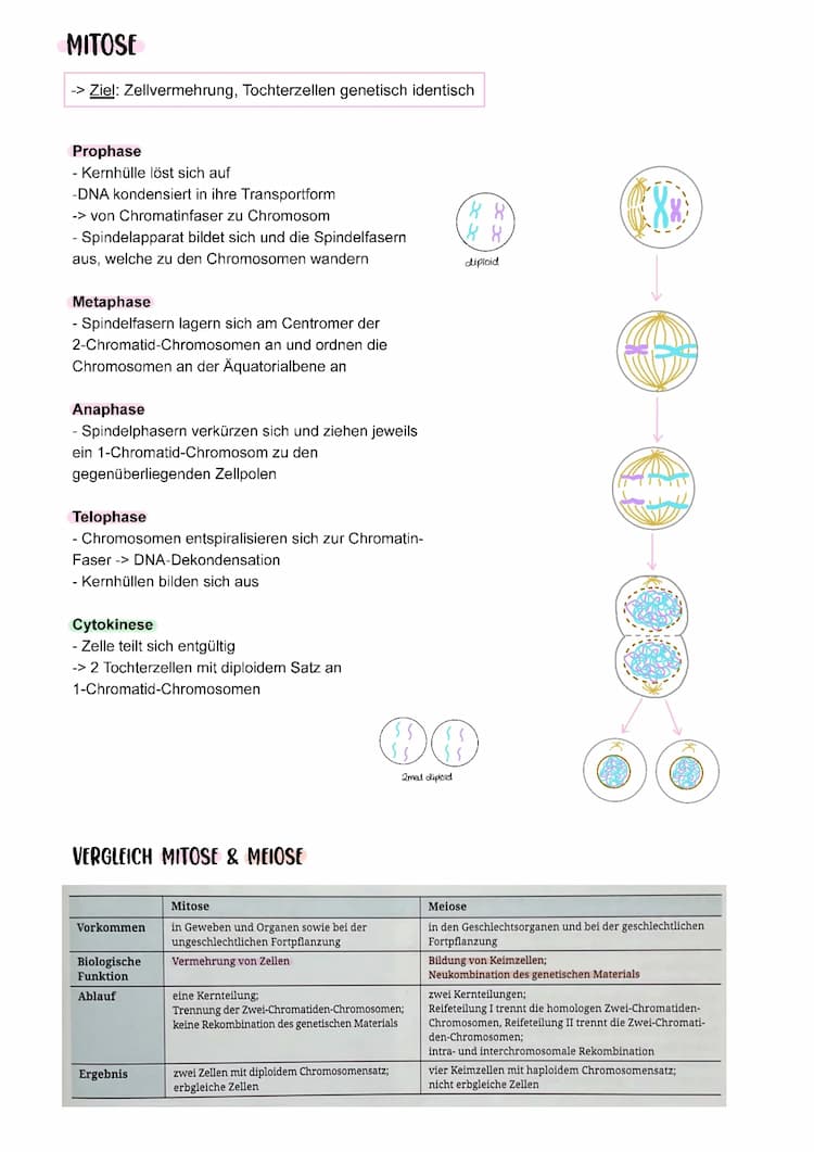 Know Mitose & Meiose thumbnail