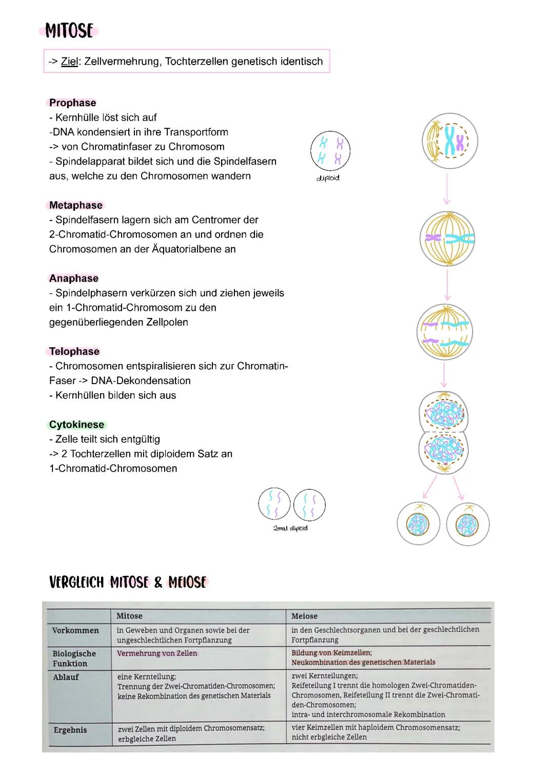 Mitose & Meiose