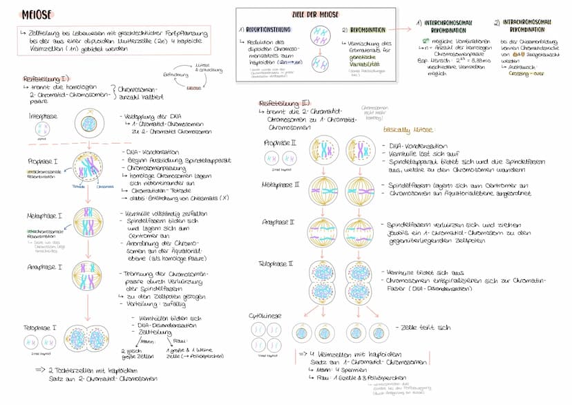 MITOSE
-> Ziel: Zellvermehrung, Tochterzellen genetisch identisch
Prophase
- Kernhülle löst sich auf
-DNA kondensiert in ihre Transportform
