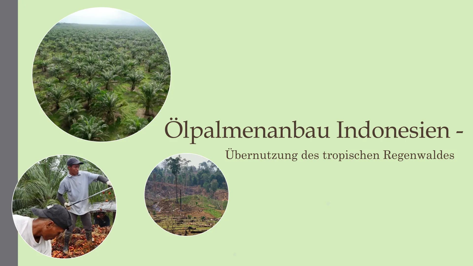 Ölpalmenanbau Indonesien -
Übernutzung des tropischen Regenwaldes ●
●
●
Entwicklung der Palmölproduktion
1975-2013: Globale Produktion von P