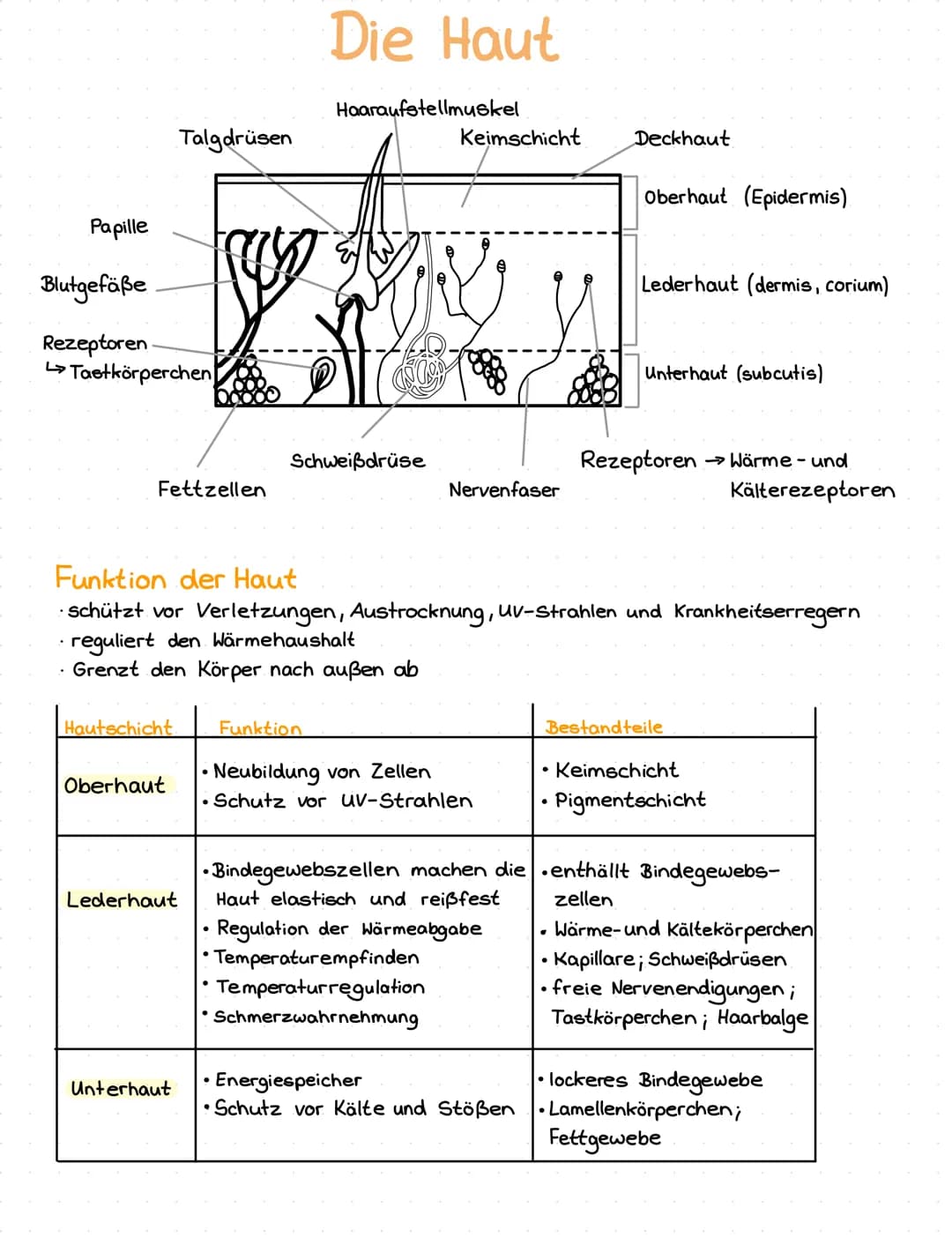 Papille
Blutgefäße
Rezeptoren
Tastkörperchen
Talgdrüsen
Fettzellen
Oberhaut
00000
Lederhaut
Hautschicht Funktion
Unterhaut
Die Haut
Haaraufs