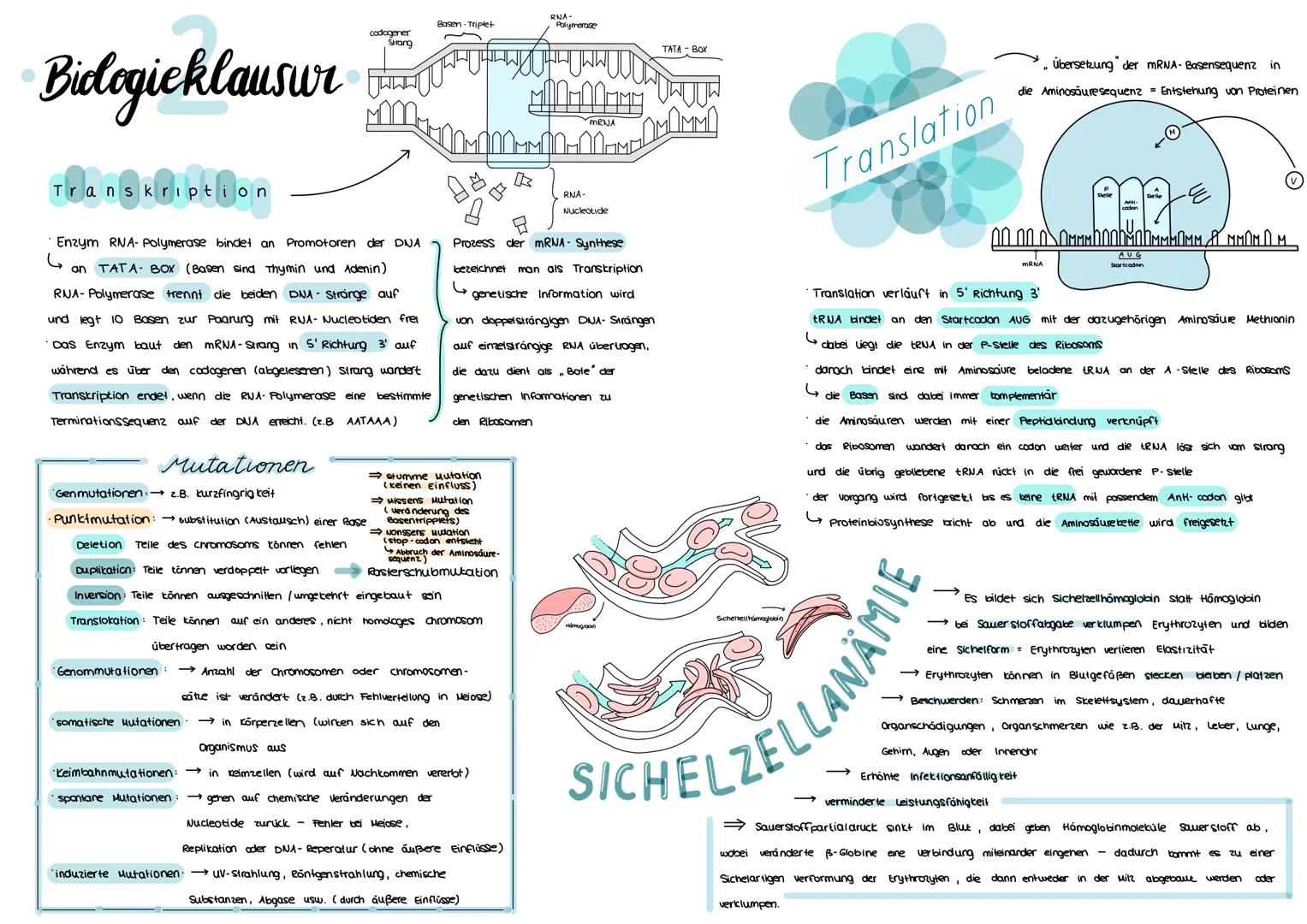 # Bidogieklausur

codogener
Shang

RNA-
Basen Triplet
Polymerase

TATA BOX

MRNA

Translation

Übersetzung der mRNA-Basensequenz in
die Amin