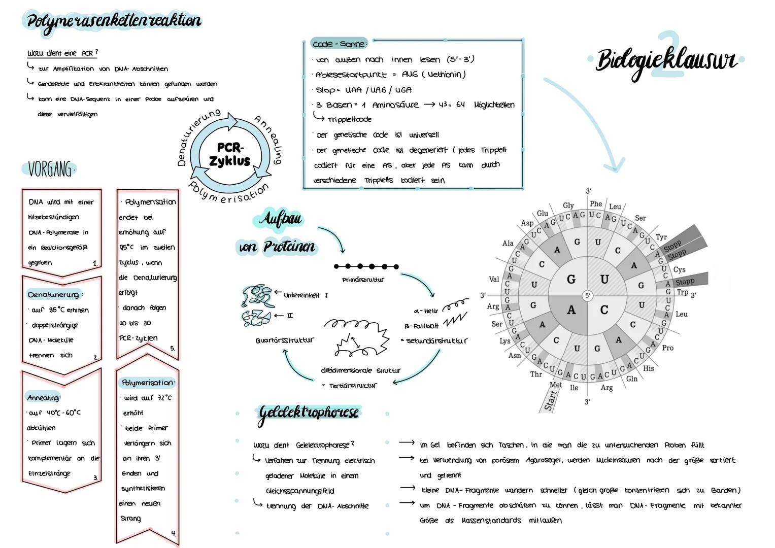 # Bidogieklausur

codogener
Shang

RNA-
Basen Triplet
Polymerase

TATA BOX

MRNA

Translation

Übersetzung der mRNA-Basensequenz in
die Amin